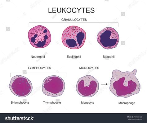 Leukocytes White Blood Cell Type Chart Stock Illustration 743080423 ...