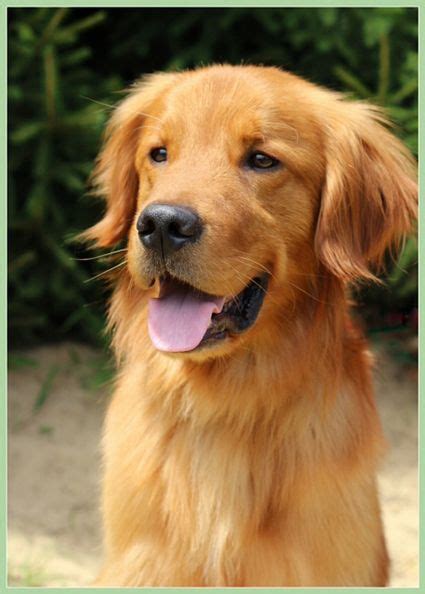 Golden Retriever Rescue Resource - Toledo Dog Adoptions | Golden ...