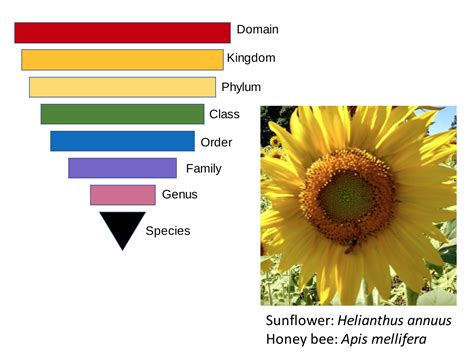 Cataloging, Classification, and Deliberate Hybridizations – History and ...