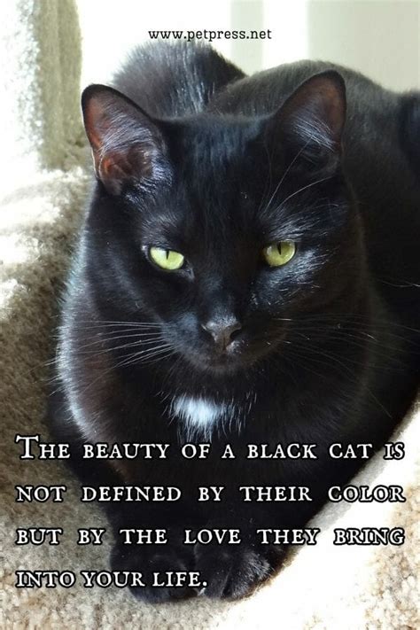 50 Black Cat Quotes to Celebrate the Beauty of These Creatures