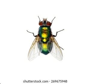 Green Beetle Wings Isolated On White Stock Photo 2211911567 | Shutterstock