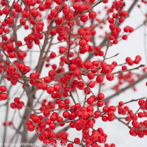 Ilex verticillata ‘Berry Poppins’ (Female Winterberry Holly) | Maple ...