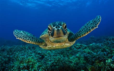 Underwater photography of sea turtle HD wallpaper | Wallpaper Flare