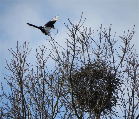 "Elstern beim Nestbau" - Güssing