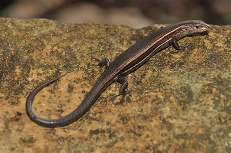 Garden Skink | Central QLD Coast Landcare Network