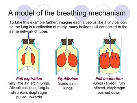 Bell Jar Experiment - Revision Notes in GCSE Biology