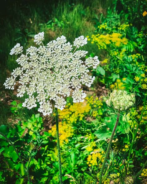 Foraging Queen Anne's Lace: Identification, Look-alikes, and Uses