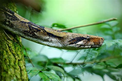 8 Striking Facts About Boa Constrictors