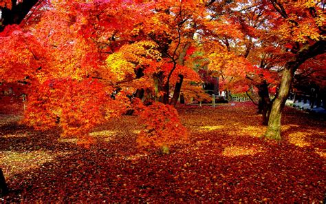 Download Leaf Tree Fall Man Made Photography Park HD Wallpaper