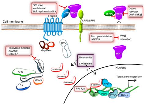 Schematic representation of the Wnt/β-catenin signaling pathway and the ...