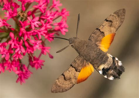 Photographer Captures Incredible Images of Hummingbird Hawk-Moth - Newsweek