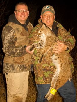 Bobcat Hunts - Master Predator Hunting