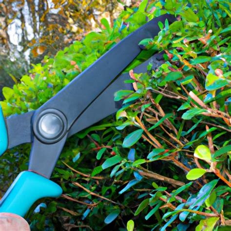 When is the Best Time to Trim Bushes? – A Guide for Pruning Different ...