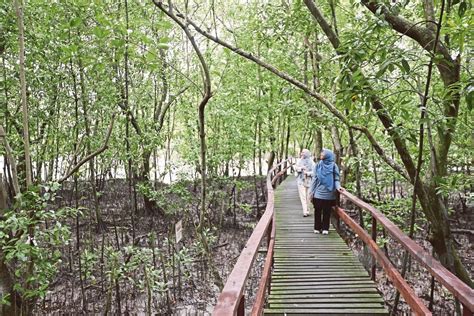 Eksotik hutan paya bakau | Harian Metro