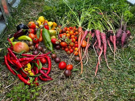 Growing tomatoes in Florida - Raised Bed Gardening Guide