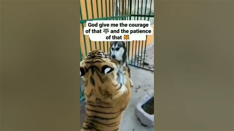 Dog🐶 vs 🐯tiger fight# shorts# funnyanimals# viral# animallover# ...