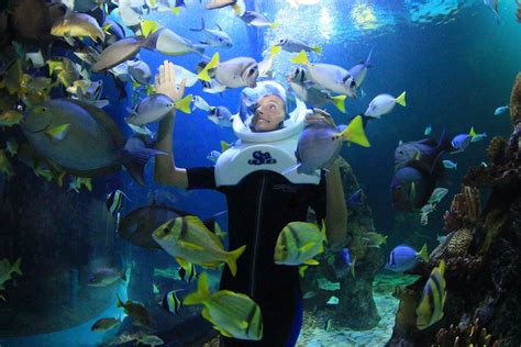 ¿Qué incluye mi entrada al Acuario Interactivo de Cancún?