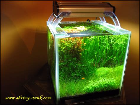 Shrimp Cube pictures | Freshwater aquarium, Picture, Shrimp