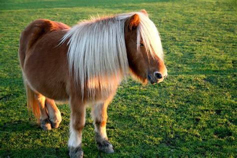 9 fapte despre poneiul Shetland pe care s-ar putea să nu le știți | Wzrost