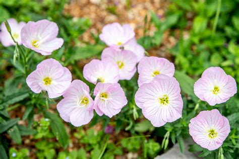 Pink Evening Primrose: Plant Care & Growing Guide