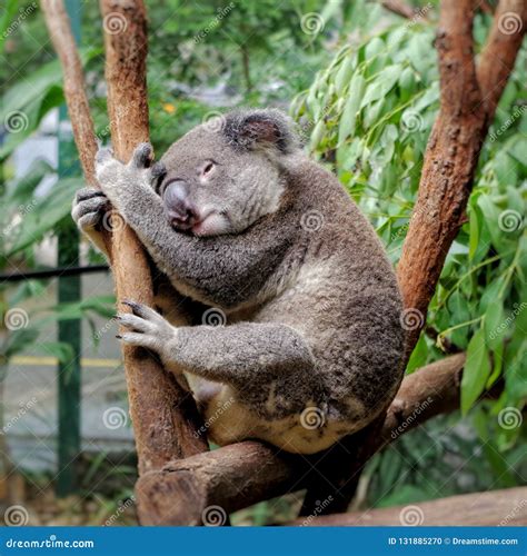 Koala in Currumbin Wildlife Sanctuary in Queensland, Australia Stock ...