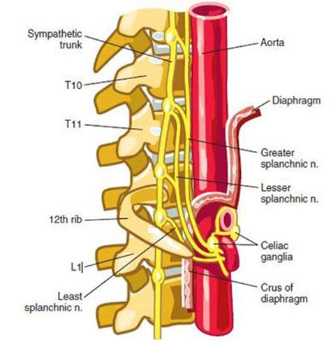 Splanchnic and Celiac Plexus Nerve Block | Celiac plexus, Plexus ...