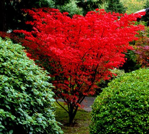 Acer palmatum ' Shindeshojo ' Spring Red Japanese Maple - Kigi Nursery