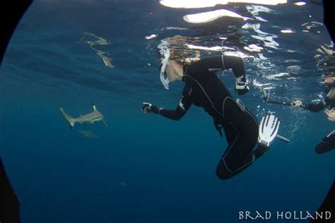 Yap Shark Snorkeling - Adrenaline Overload