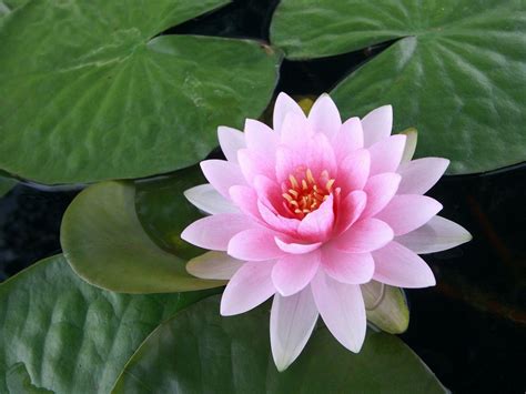 Lotus Flower Wallpapers - Wallpaper Cave