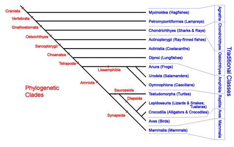 Phylogenetic Family Tree