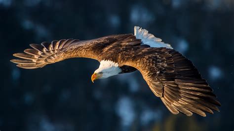 Bald Eagle Flying Wallpaper