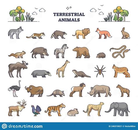 Terrestrial Animals Group As Living Species on Land Outline Collection ...