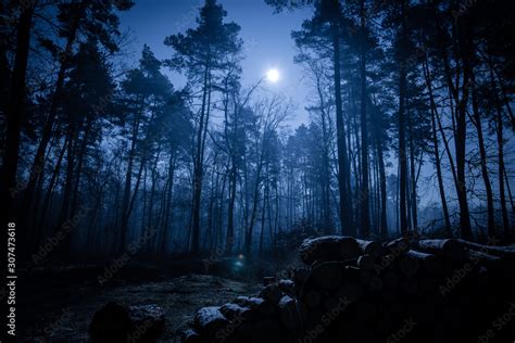 Dark night forest Stock Photo | Adobe Stock