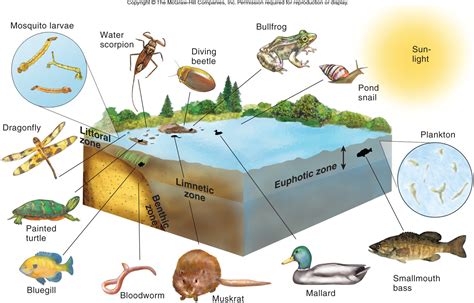 Diversity of Living Things - Yeung's Fresh & Saltwater Systems