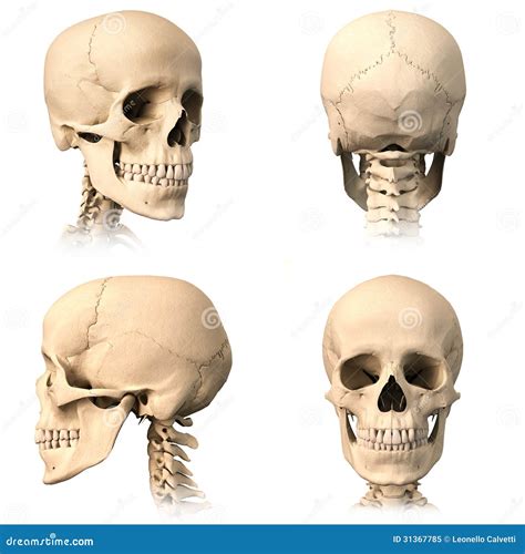 Anatomy Of A Human Skull