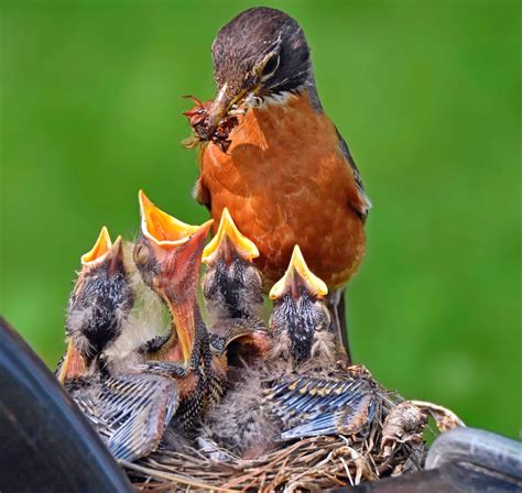 Watch Baby Birds With Nest Cams and in Your Backyard - Birds and Blooms