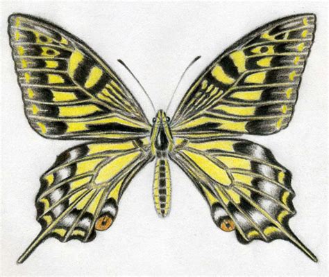 View 24 Easy Simple Butterfly Drawing With Colour - greatcoursegraphic