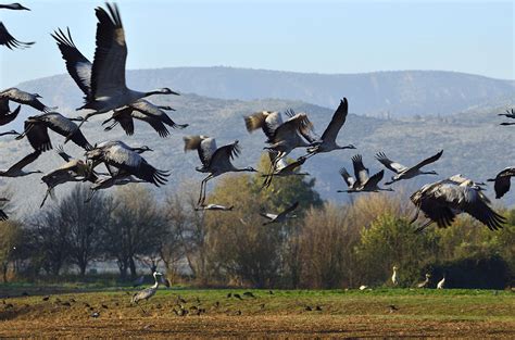 Common Crane Photograph by Yosef Erpert - Fine Art America