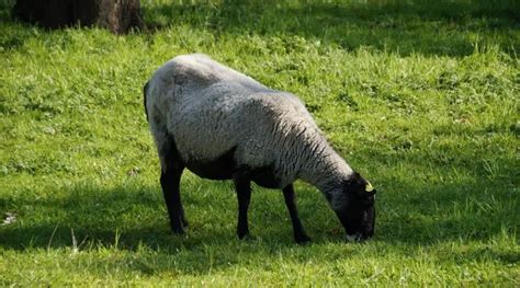 Suffolk Sheep Breed Information, History & Facts - SheepCaretaker