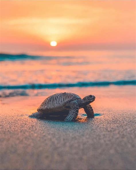 Turtle Sunset Chillin PC: @iamtravelr⠀ | Cute turtles, Cute baby ...