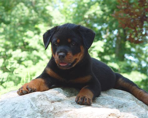 Rottweiler Puppies Wallpaper (54+ images)