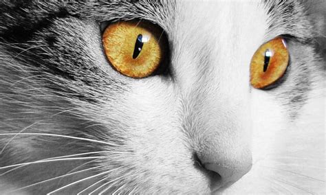 New Study Reveals Why Cats Have Vertical Pupils