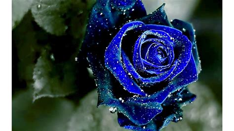 Blue Rose Wallpaper 4K