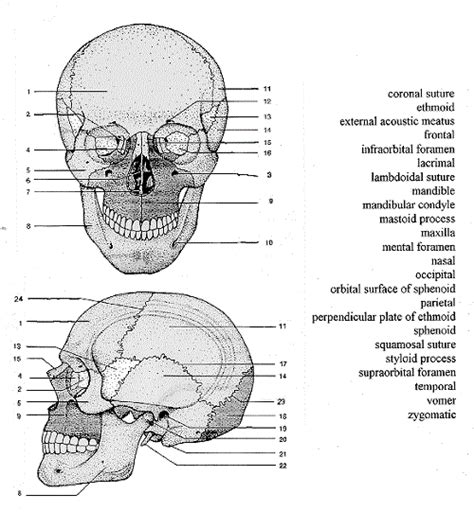 Skull Bones Labeling Quiz