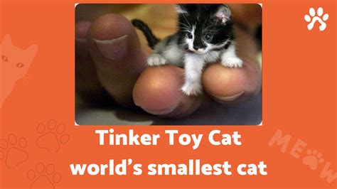 tinker toy cat: the smallest cat in the world - Pet cat Owners