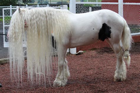 Magnificent Manes (Horse Hair Care, Braids, FAQs) - Horse Rookie