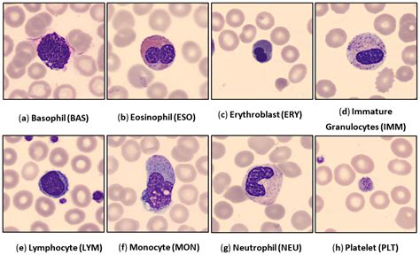 Basophils Neutrophils Lymphocytes Monocytes Eosinophils