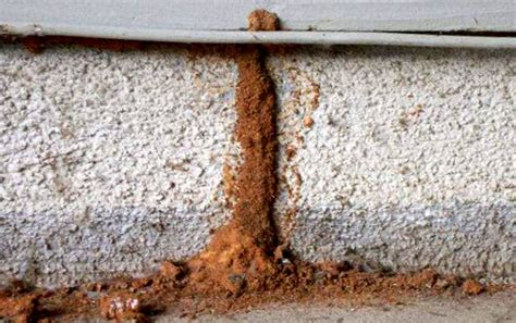 What Are Termite Mud Tubes & What Do They Look Like? | Pest Aid