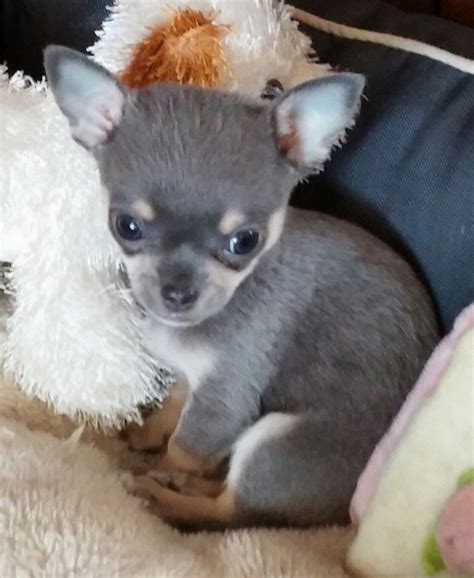 Bumble | Teacup chihuahua puppies, Cute chihuahua, Chihuahua puppies