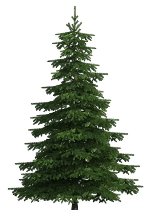 Pino Png Evergreen Tree Png Clipart Large Size Png Image Pikpng | Porn ...